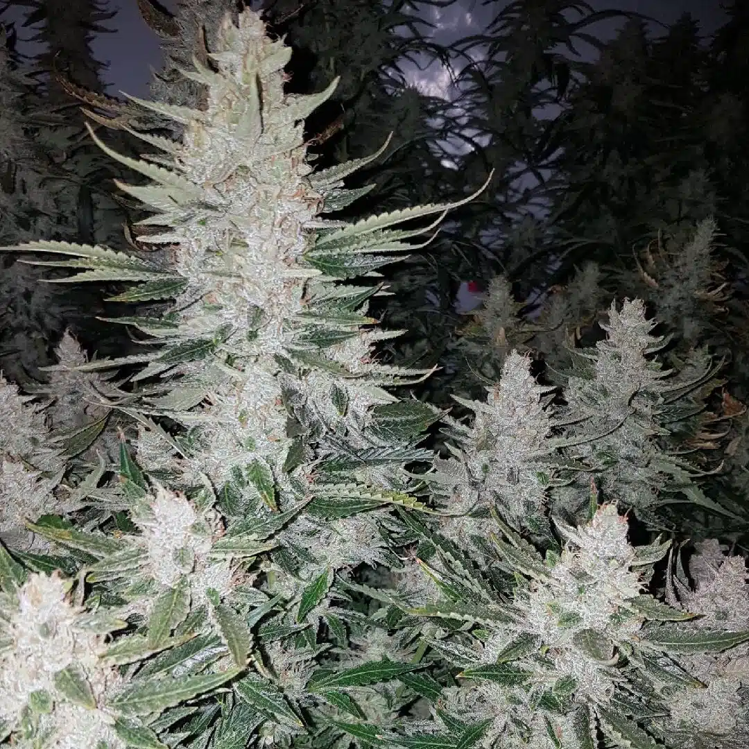Cake Stomper Auto | Butter Bean Birdseed | FEM Autoflower Seeds