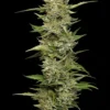 Humboldt Seed Co – California Sour Diesel Strain – Auto Fem - Image 2