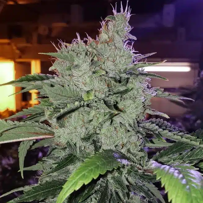 Chem Funk R1 | Ethos Genetics | FEM Photoperiod Seeds