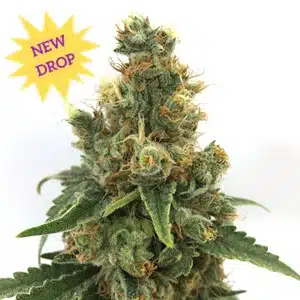 Mosca Seeds � Cherry Soda Syrup Strain � Auto Fem � 5 Pack