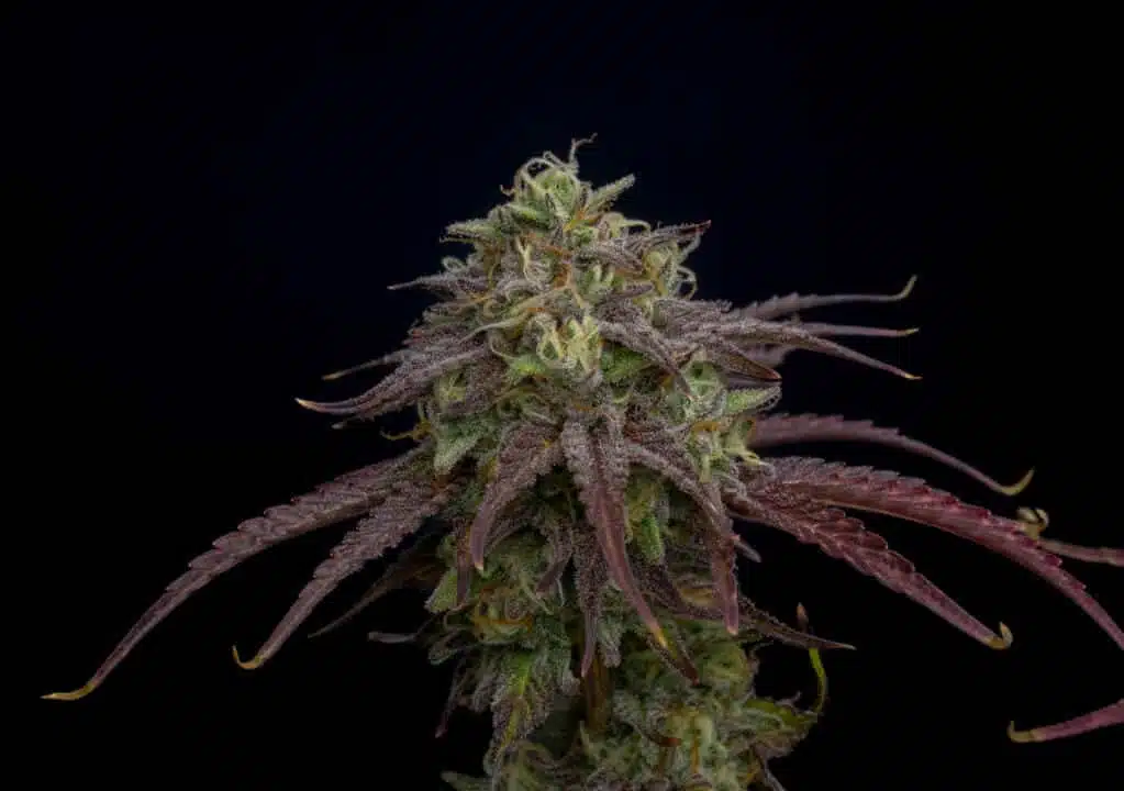 Twenty20 Mendocino – Chic-Lit Strain – Auto Fem