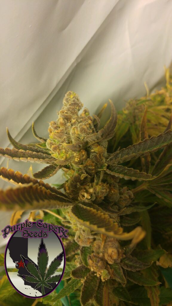 Purple Caper Seeds Chocolate Chip Cookies Strain Fem Photo 5 Pack