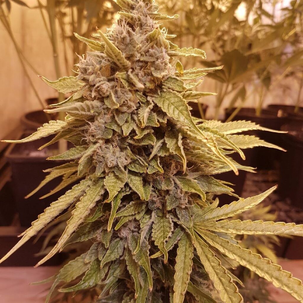 Chocolate Chip Cookies Auto | Butter Bean Birdseed | FEM Autoflower Seeds