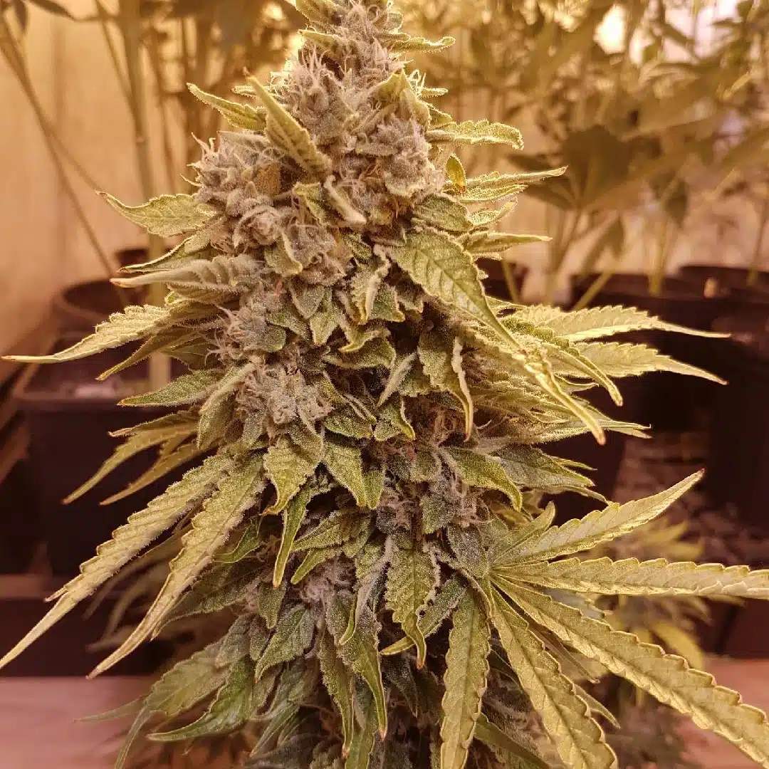 Chocolate Chip Cookies Auto | Butter Bean Birdseed | FEM Autoflower Seeds