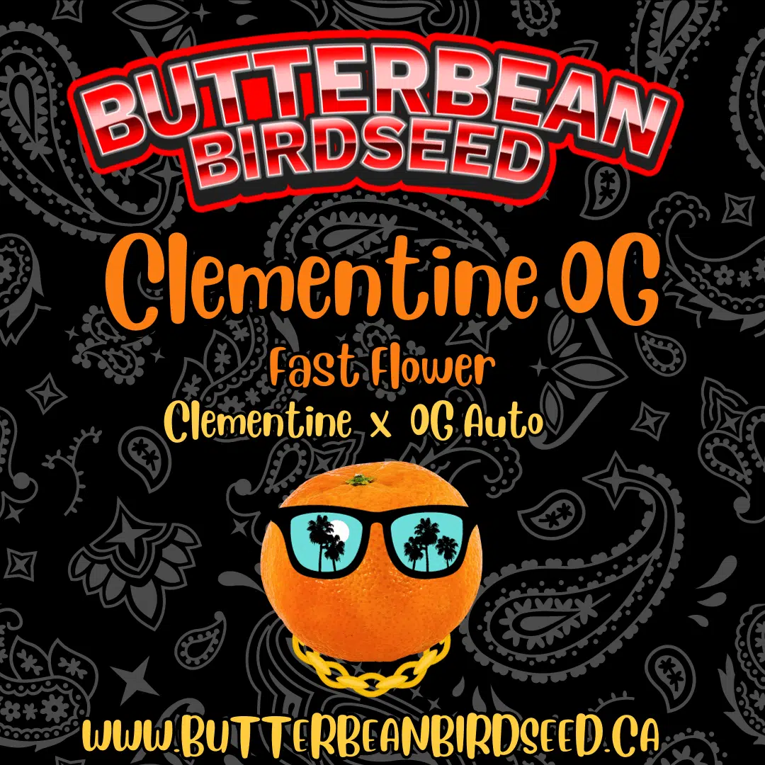 Clementine OG | Butter Bean Birdseed | FEM Fast Photoperiod Seeds