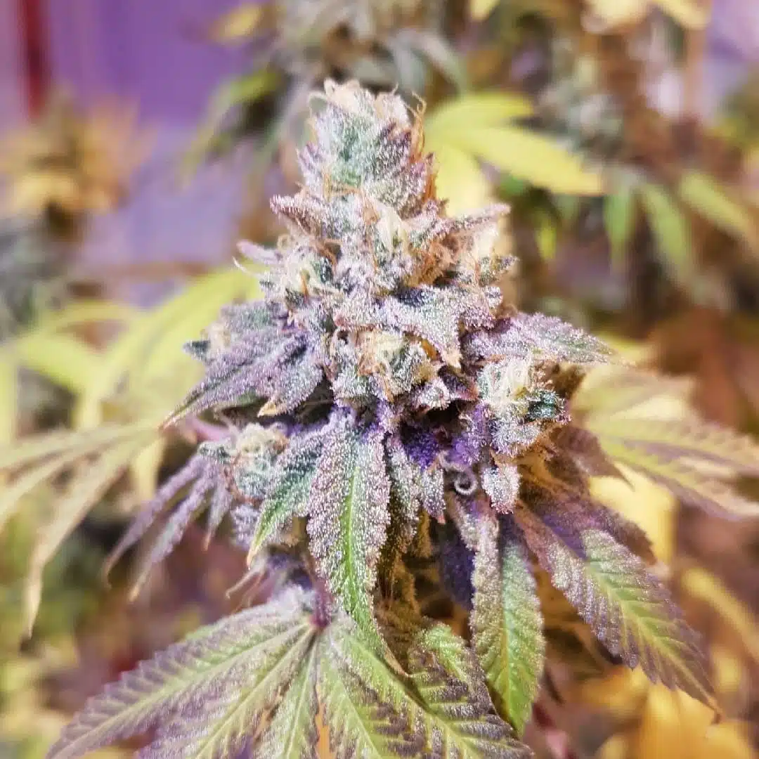 Cookie Puncher Auto | Butter Bean Birdseed | FEM Autoflower Seeds