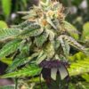 Purple Caper Seeds – Cookie OG Strain – Fem Photo 5 Pack - Image 2