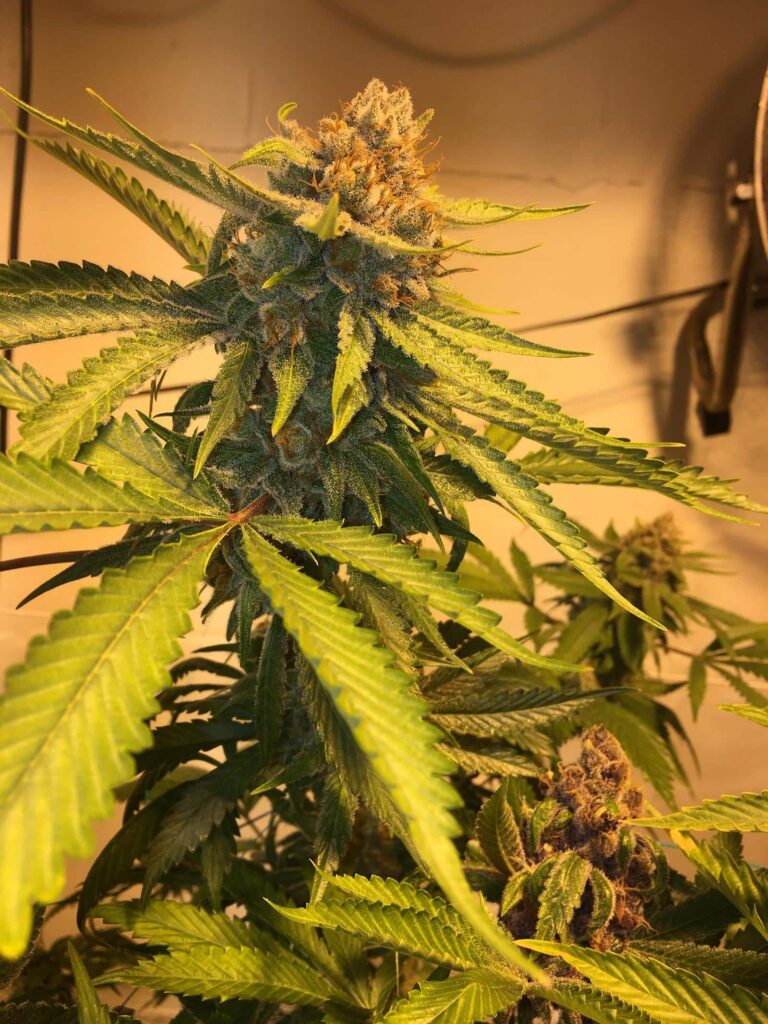 Sofem Genetics – Cyber Citrus Strain – Fem Photo – 3 Pack