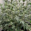 KC Genetics – Dream KC Strain – Fem Auto – 3 Pack - Image 2