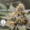 KC Genetics – Dream KC Strain – Fem Auto – 3 Pack - Image 3