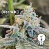 KC Genetics – Dream KC Strain – Fem Auto – 3 Pack - Image 5