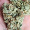 KC Genetics – Dream KC Strain – Fem Auto – 3 Pack - Image 6