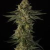 Sin City Seeds – Deep Pockets Strain – Fem Photo – 7 Pack - Image 2