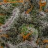 Sin City Seeds – Deep Pockets Strain – Fem Photo – 7 Pack - Image 3