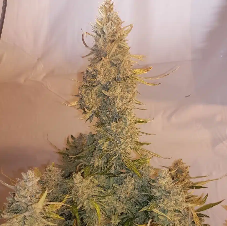 Donkey Kong Auto | Butter Bean Birdseed | FEM Autoflower Seeds