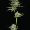 Humboldt Seed Co – Durban Poison Auto Strain – Auto Fem - Image 2