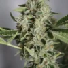 Freeworld Genetics – Frozen Apple Custard Strain - Fem Photo – 3+1 Pack - Image 2