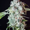 Freeworld Genetics – Frozen Apple Custard Strain - Fem Photo – 3+1 Pack - Image 3