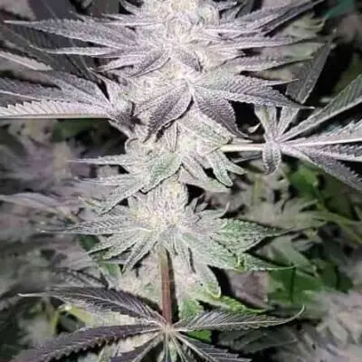 Frozen Grapes | In House Genetics | FEM Photoperiod Seeds