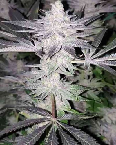 IN HOUSE GENETICS - FROZEN GRAPES STRAIN - FEM PHOTO