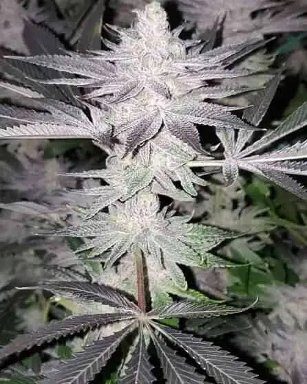 Frozen Grapes | In House Genetics | FEM Photoperiod Seeds