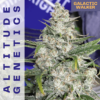 Altitude Genetics – Galactic Walker Strain – Auto Fem – 6 Pack - Image 2
