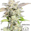 KC Genetics – Golden Berry Strain – Fem Auto – 3 Pack - Image 2