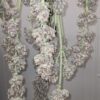 KC Genetics – Golden Berry Strain – Fem Auto – 3 Pack - Image 3