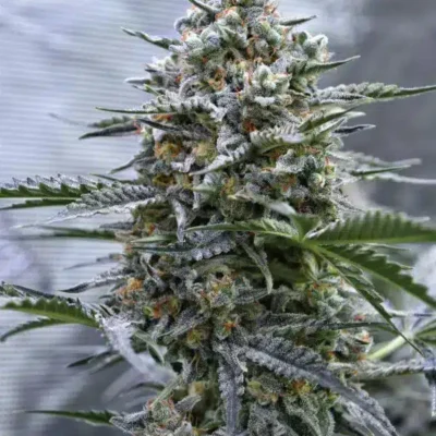 SPEEDRUN SEEDS - GOLDEN GUN STRAIN - AUTO FEM