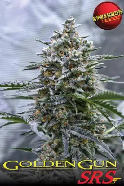 Speedrun Seeds – Golden Gun Strain – Auto Fem