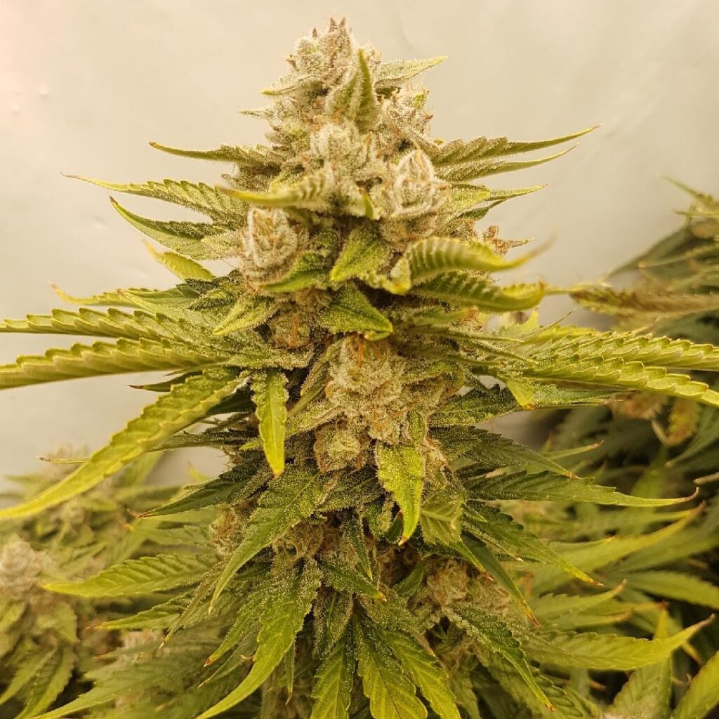 Gorilla Dick Auto | Butter Bean Birdseed | FEM Autoflower Seeds