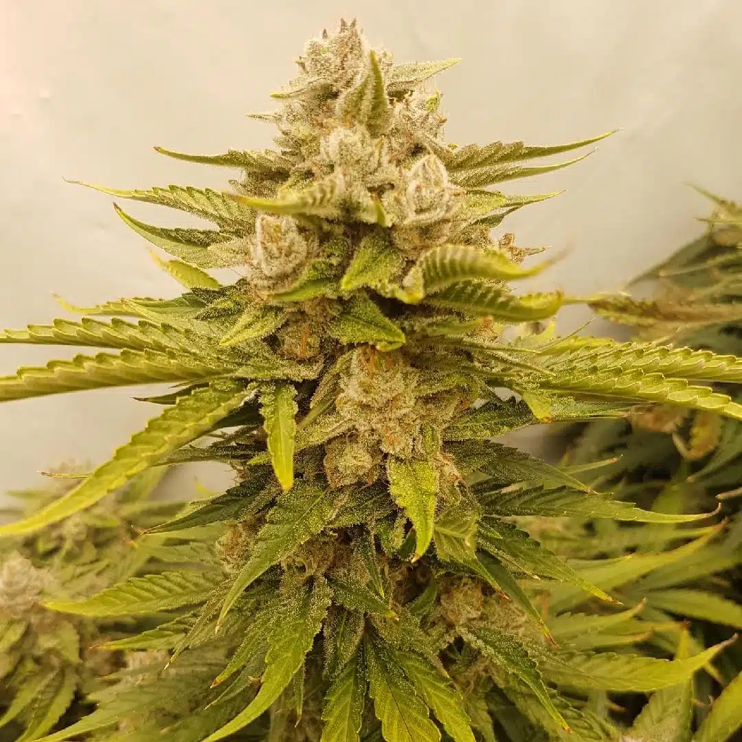 Gorilla Dick Auto | Butter Bean Birdseed | FEM Autoflower Seeds