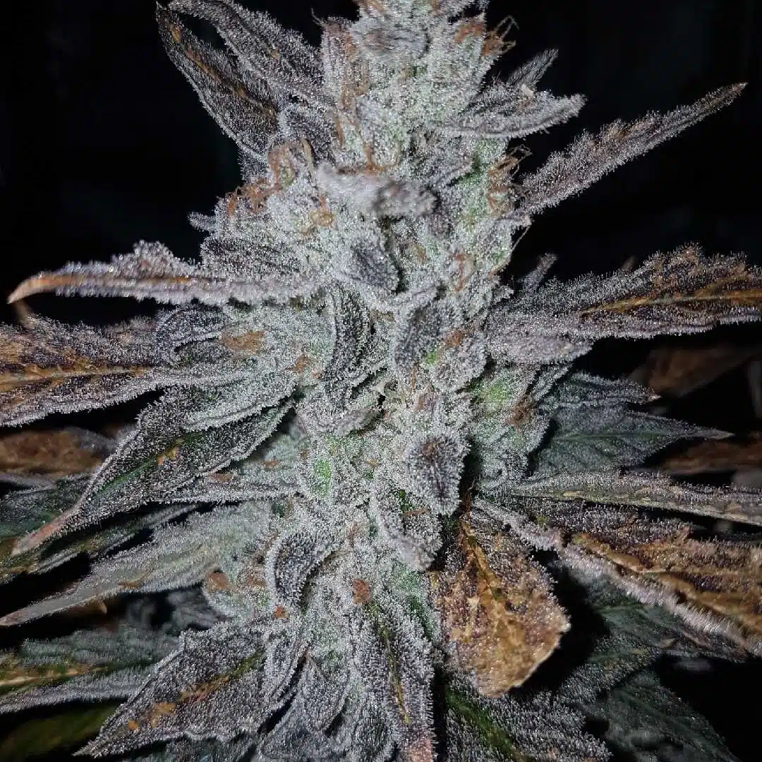 Grape Cakewalker Auto | Butter Bean Birdseed | FEM Autoflower Seeds