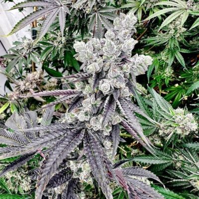 Exotic Genetix – Grape Gary Strain – Fem Photo – 6 Pack