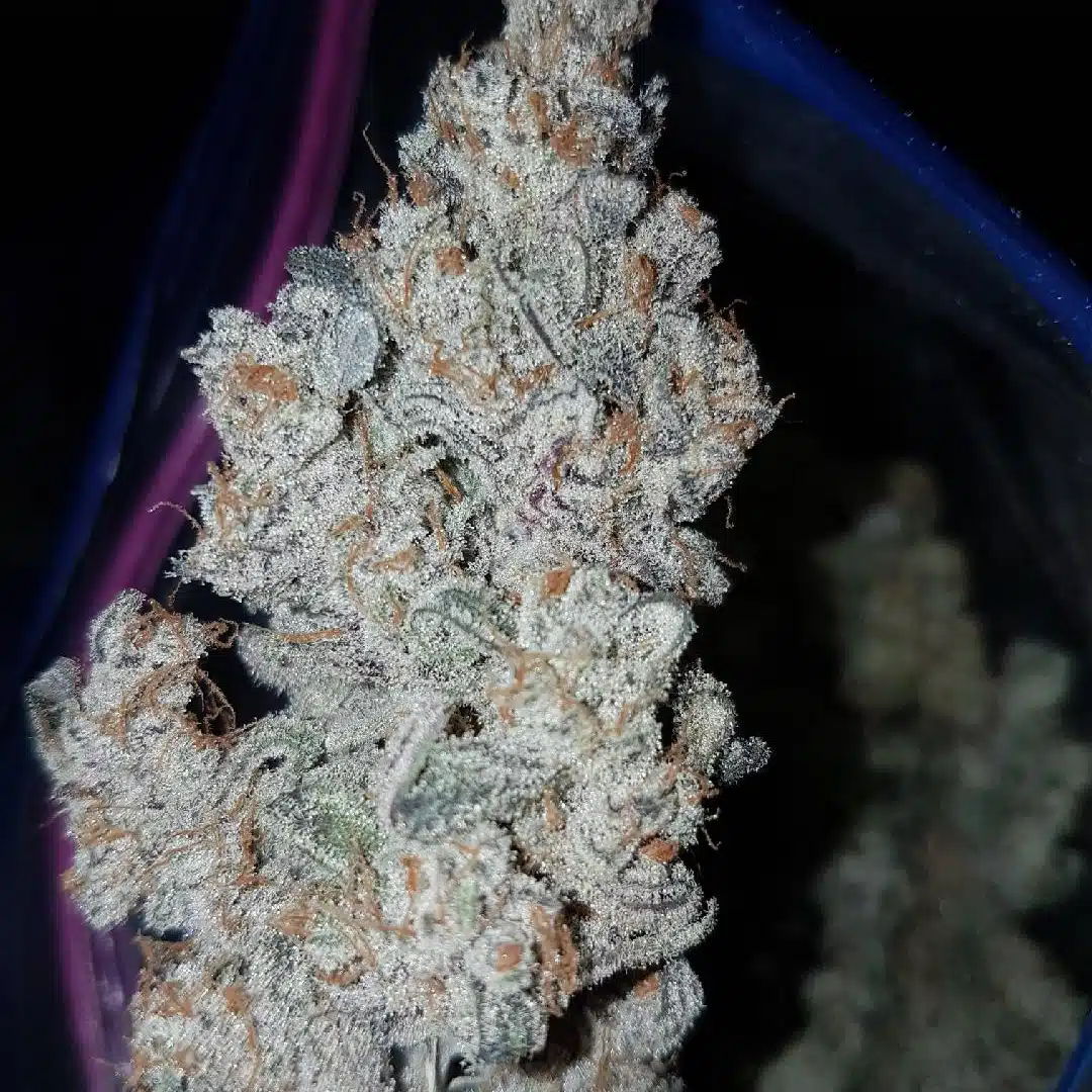 Grape Gorilla Auto | Butter Bean Birdseed | FEM Autoflower Seeds