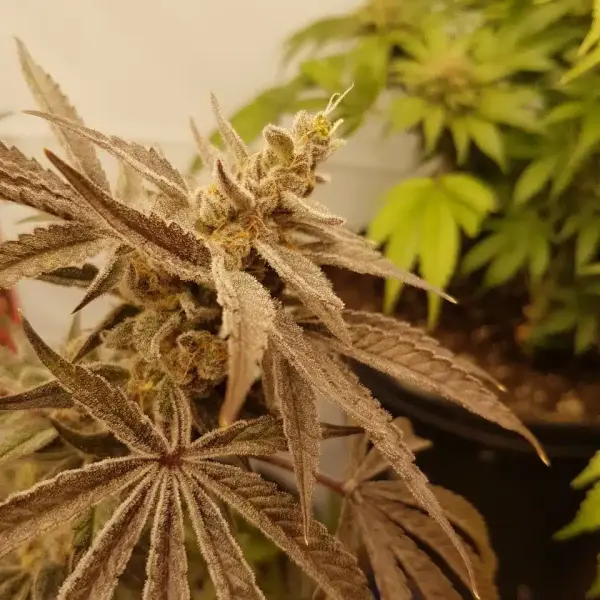 Grape-Nesia Auto | Butter Bean Birdseed | FEM Autoflower Seeds