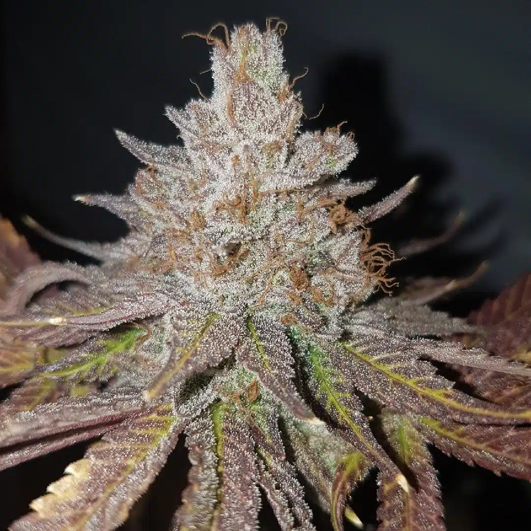 Harambe Auto | Butter Bean Birdseed | FEM Autoflower Seeds