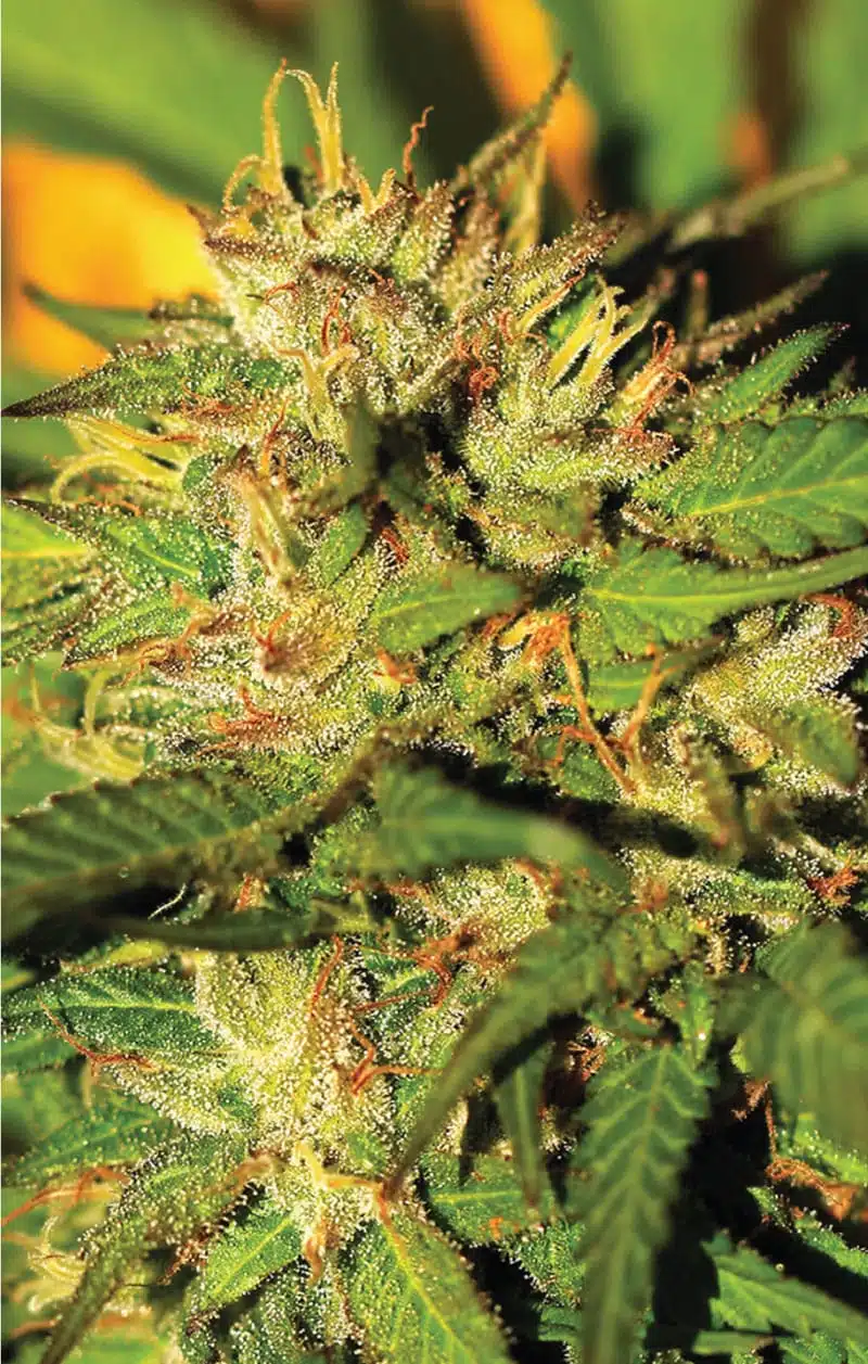 Humboldt Headband | Humboldt Seed Co | FEM Photoperiod Seeds