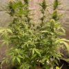 Goat Genetics – Frosted LSD – Auto Fem - 5 Pack - Image 3