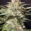 Goat Genetics – Frosted LSD – Auto Fem - 5 Pack - Image 4