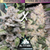 Altitude Genetics – Indica Vibes Strain – Auto Fem – 3 Pack - Image 2