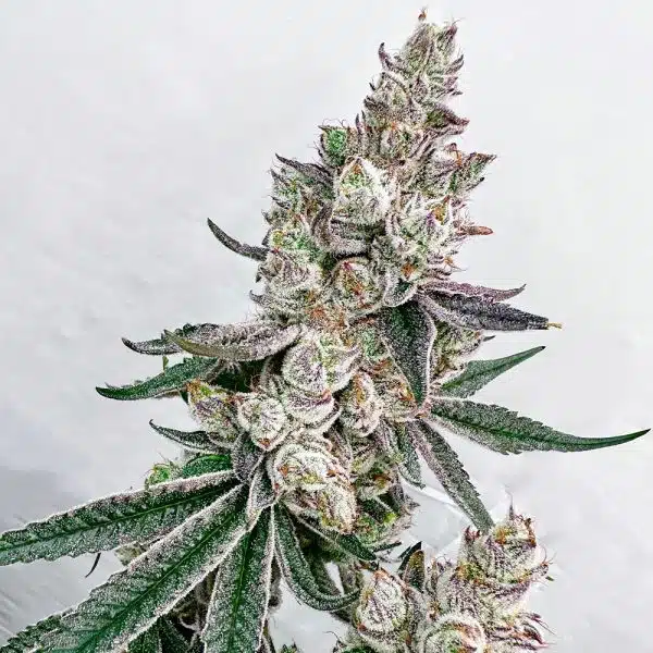 Exotic Genetix – Kacklesnatch Strain – Fem Photo – 6 Pack