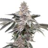 Elev8 Seeds ? Kaleidozoap Strain ? Fem Photo ? 6 Pack - Image 3