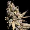 Elev8 Seeds ? Kongzilla Strain ? Fem Photo ? 6 Pack - Image 3