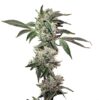 Elev8 Seeds ? Kongzilla Strain ? Fem Photo ? 6 Pack - Image 4