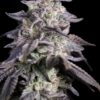 Sin City Seeds – Kushmints x Blue Power Strain – Reg Photo – 15 Pack - Image 2