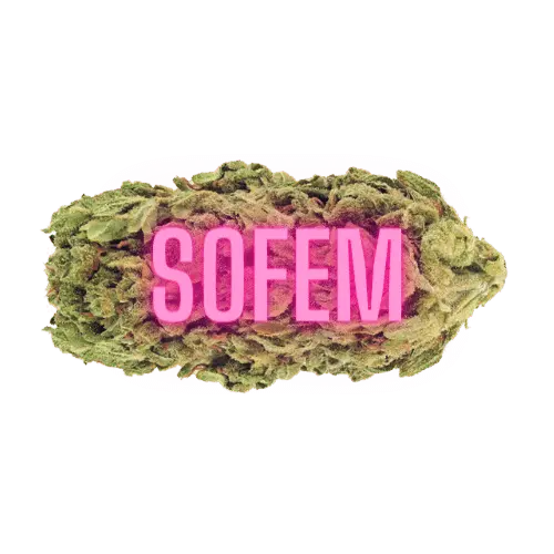 Sofem Genetics – Trop Cherry S1 Strain – Fem Photo – 5 Pack