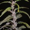 Khalifa Genetics – Lao Highland Strain – Reg Photo – 12 Pack - Image 3