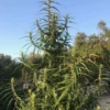 Khalifa Genetics – Lao Highland Strain – Reg Photo – 12 Pack - Image 4
