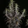 Khalifa Genetics – Lao Highland Strain – Reg Photo – 12 Pack - Image 2